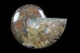 Iridescent, Red Flash Ammonite - Madagascar #82414-1